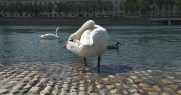 Ein weißer Schwan auf einem steinernen Flussufer in der Stadt putzt seine Federn — Stockvideo