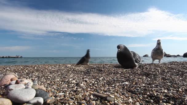 Palomas picotean semillas en una playa de guijarros junto al mar, alimentando aves — Vídeos de Stock