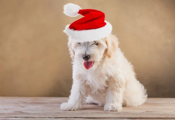 Cagnolino con cappello da Babbo Natale — Foto Stock