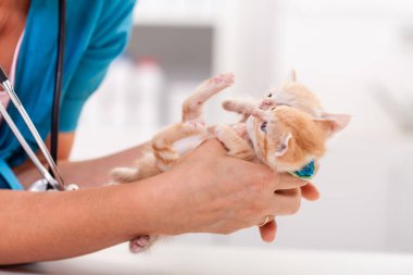 Veterinerlik sağlık uzmanı iki tatlı zencefil tutuyor.