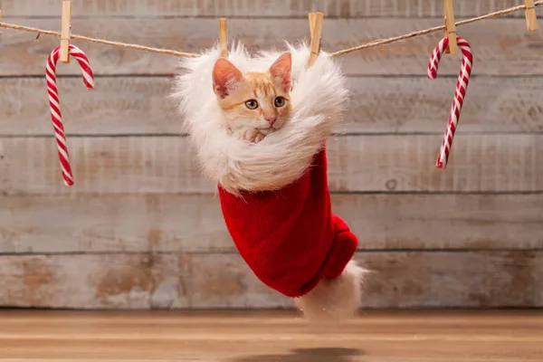 Chlupatý vánoční dárek - roztomilé koťátko odpočívající v Santa — Stock fotografie