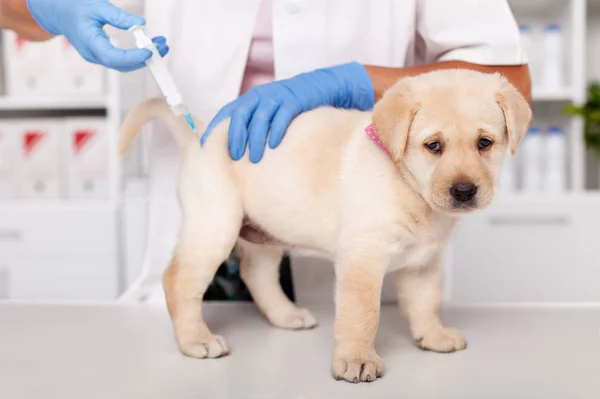 Bonito cão filhote de cachorro labrador recebendo uma injeção no veterinário h — Fotografia de Stock