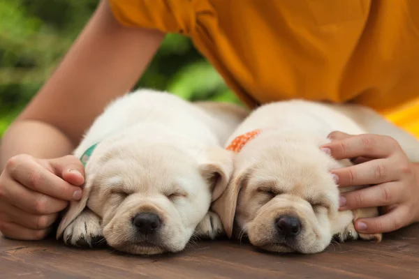 Jovens mãos proteger o sono de seus novos cachorros Fotos De Bancos De Imagens