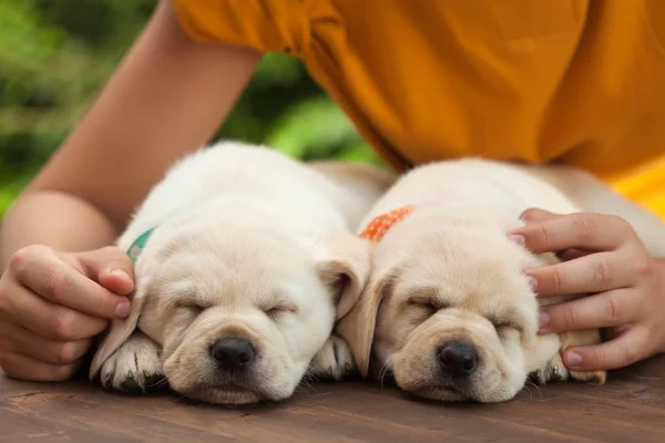 Joven niño manos proteger el sueño de su nuevo cachorro perros Imagen de stock