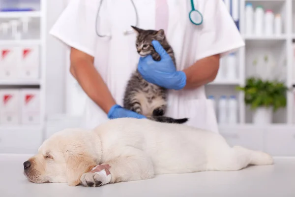 Kočka a labrador štěně pes na veterinární lékař kancelář — Stock fotografie