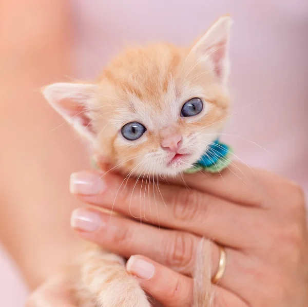 Retrato de adorable gatito jengibre con grandes ojos azules y borrosa —  Fotos de Stock