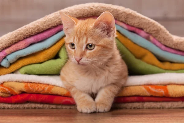 Lindo gatito descansando escondido entre toallas de colores —  Fotos de Stock