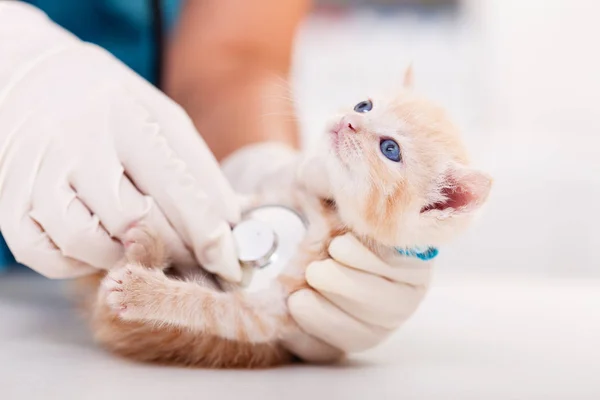 Malé koťátko vyšetření u veterinárního lékaře - zblízka — Stock fotografie