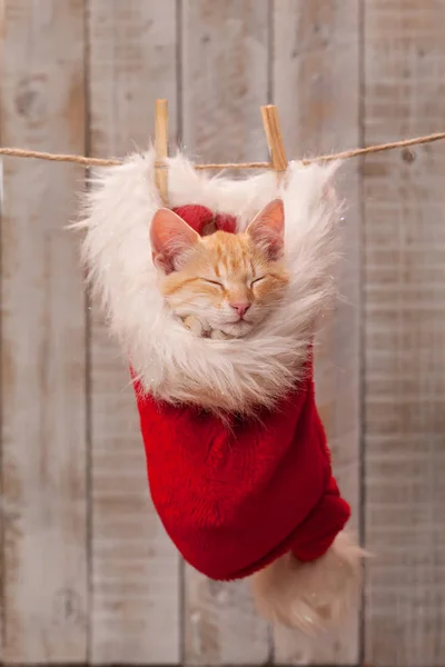 Cute ginger kitten sleeping in santa hat part of the christmas d — Stock Photo, Image