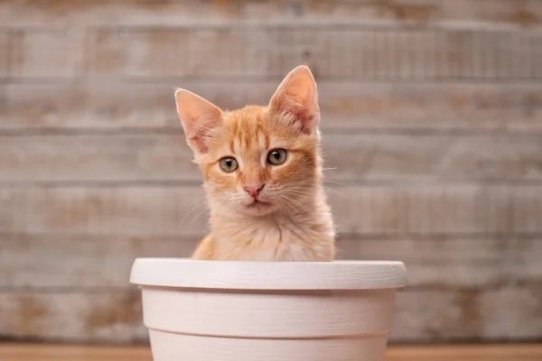 Lindo gatito naranja tabby sentado en maceta Fotos de stock libres de derechos