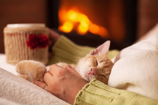 Cute kociak imbir w całkowitym relaksie, odpoczynku na kolanach hi — Zdjęcie stockowe