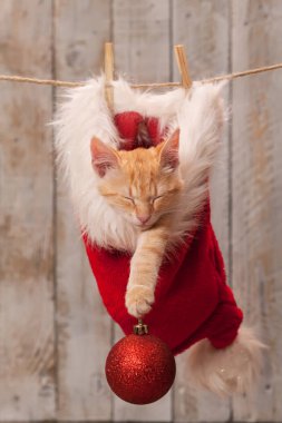 Zencefilli çizgili yavru kedi Noel Baba şapkasıyla uyuyor.