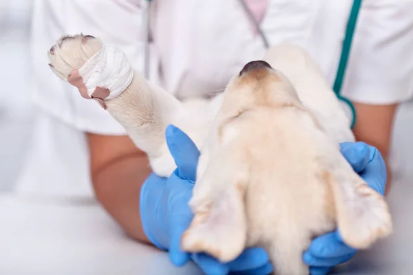 Tiermediziner hält Labrador-Welpe nach Stockbild