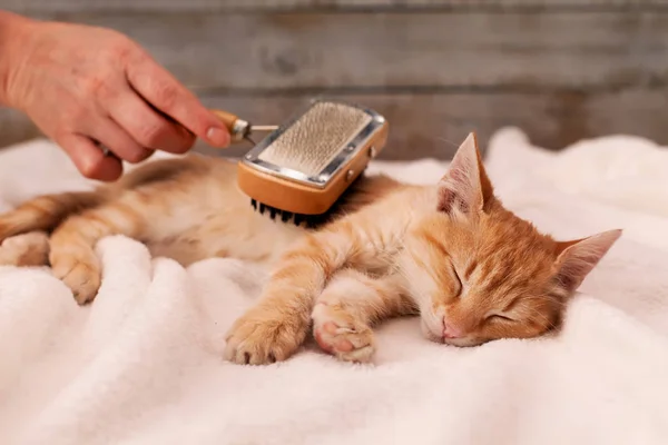 Genç kızıl kedi, kürk fırçasının tadını çıkar. — Stok fotoğraf