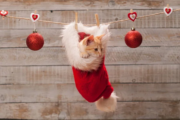 Lindo jengibre gatito viendo la navidad preparaciones sentado i — Foto de Stock