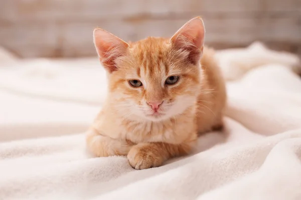 Симпатичный рыжий котенок лежит на пушистом белом одеяле - закрыть порт — стоковое фото