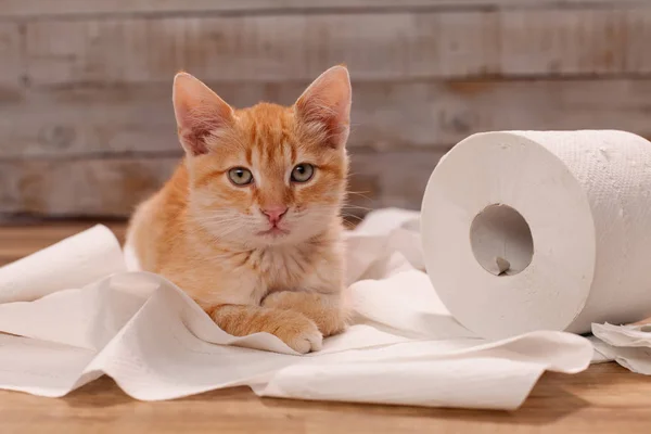 Lindo gatito jengibre descansando sobre un poco de papel higiénico desenrollado —  Fotos de Stock