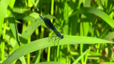 Yeşil çimenlerin üzerinde Menekşe yusufçuk