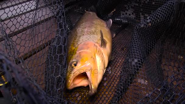 Broun trout v rybářské sítě — Stock video