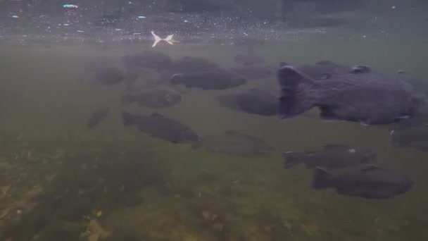 Banc de truites arc-en-ciel sous l'eau 