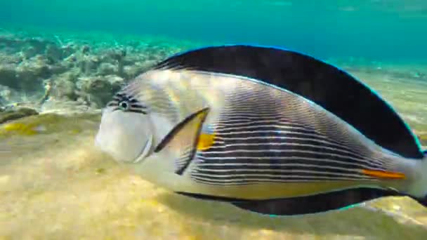 Красивая рыба под водой в море — стоковое видео