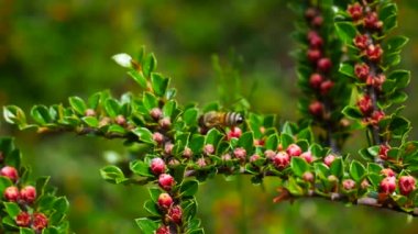 Arı polen küçük kırmızı çiçekler üzerinde toplama