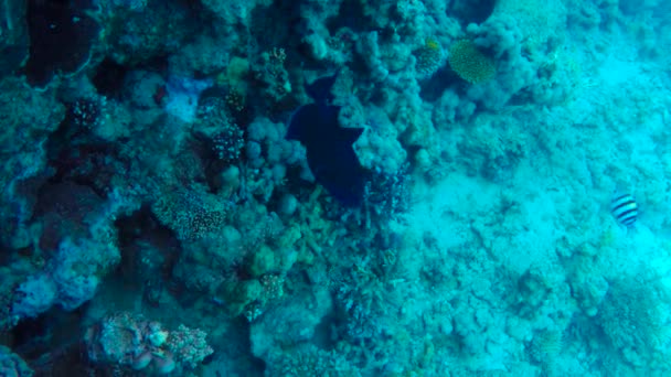 Grote blauwe vis zwemt in de buurt van coral reef — Stockvideo