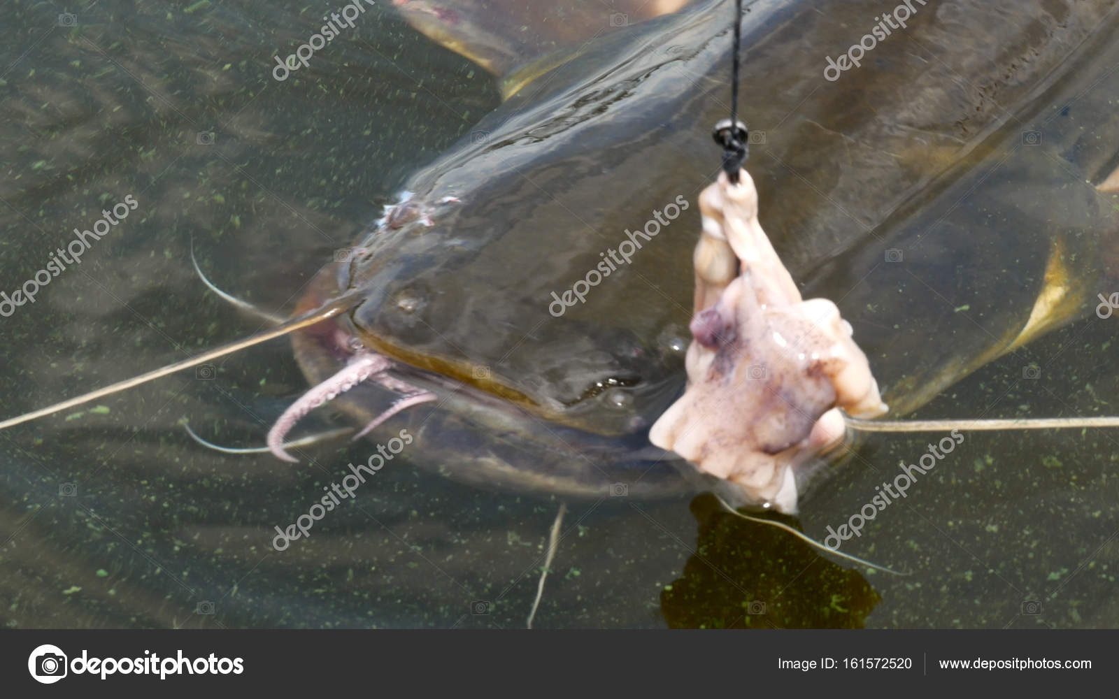 Catfishing. Hooked catfish with squid in the mouth Stock Photo by