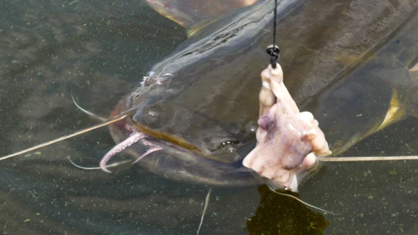 Catfishing. Kalamar ağız ile çengel yayın balığı