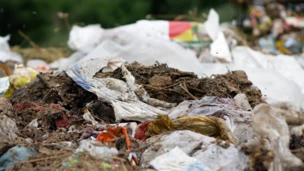 Pollution épidémique. Voler sur une poubelle — Video