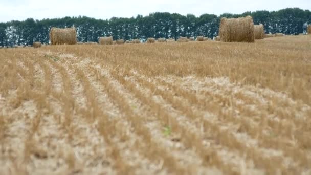 Сельское хозяйство под залог сена — стоковое видео