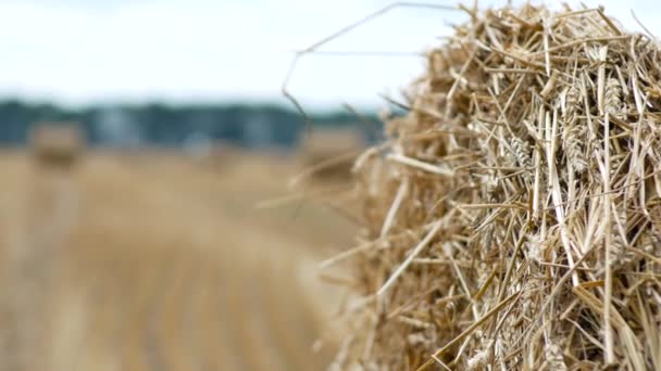 Primer plano de la fianza de heno en el campo — Vídeos de Stock