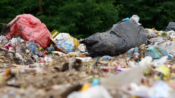 Çöplük uçar bir sürü çöp — Stok video