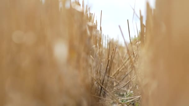 Cutted hay raw on the agriculture field — Stock Video