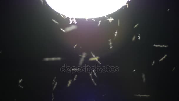 Muggen rond lamp licht 's nachts — Stockvideo