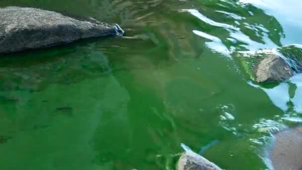 Bestuifde wateroppervlak van de rivier — Stockvideo