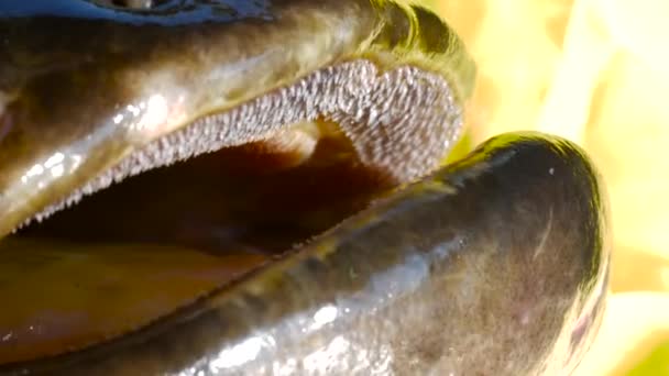 Boca e dentes de peixe-gato europeu, Silurus Glanis, intestinos, siluro — Vídeo de Stock