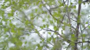 Genç huş ağacı yaprakları üzerinde şube gökyüzü arka plan üzerinde erken baharda çiçeklenme