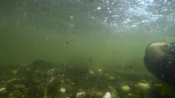 Angler läuft in Gummistiefeln in einem Fluss — Stockvideo