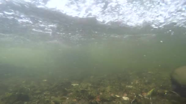 Fiskaren promenader i ström under vattnet — Stockvideo