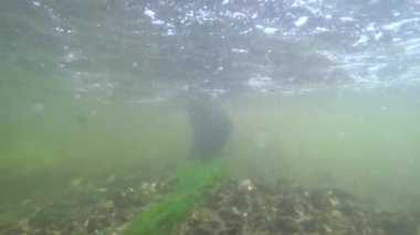 Balıkçı kuşlardırlar su altında yürüyor