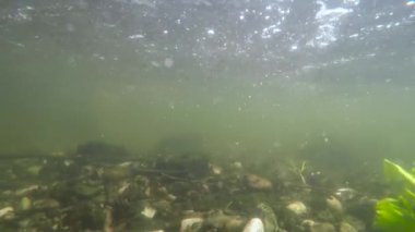 Balık tutma macera, kuşlardırlar sualtı çizme