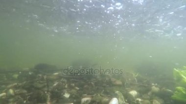 Balıkçılık nehir ve dere