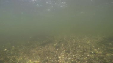 Ros ve sualtı kuşlardırlar ile Balık tutma