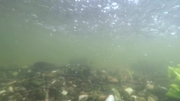 Fiske i floden och ström — Stockvideo