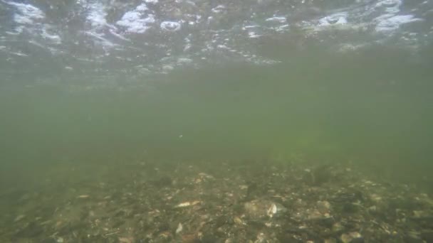 Kis folyó és Halász sétál gázlómadarak — Stock videók