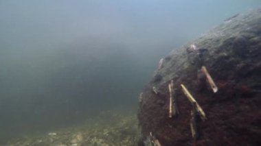 Caddisfly larva su böcek