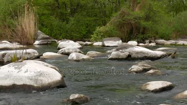 Prachtige lente rivier en groene bomen — Stockvideo