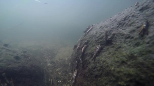 Личинка кадисса на камне под водой — стоковое видео