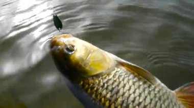 Balık tutma kupa - tatlısu kefali yüzeyi